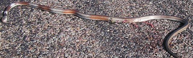 bowers coachwhip