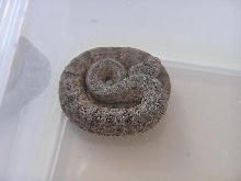 bowerslepidus