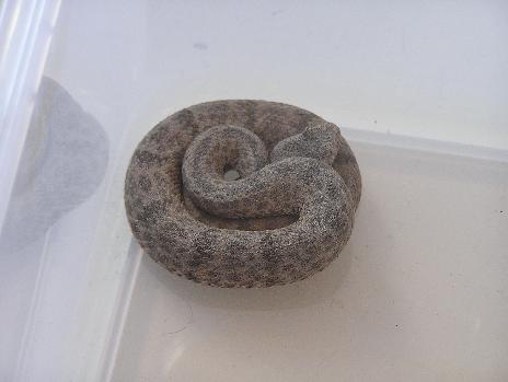 bowerslepidus