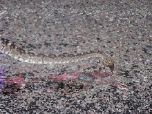 bowers mollosus eating roadkill