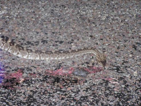 bowers mollosus eating roadkill