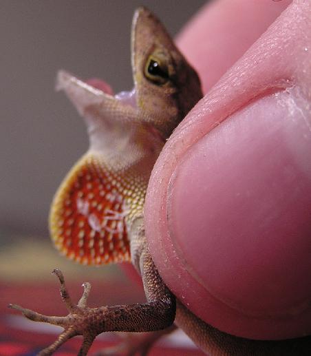 brown anole