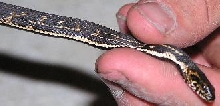 clarkiiXconfluens