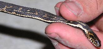 clarkiiXconfluens