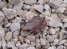 cliff chirping frog