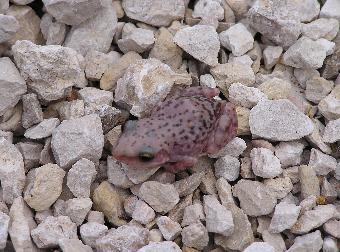 cliff chirping frog