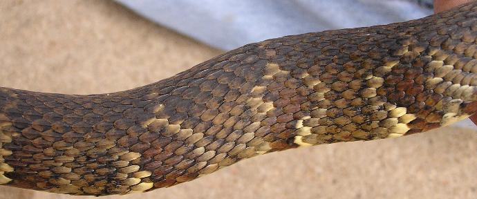 confluensXerythrogaster1