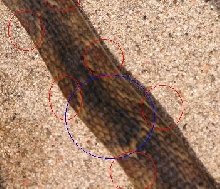 confluensXerythrogaster2