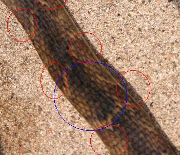 confluensXerythrogaster2