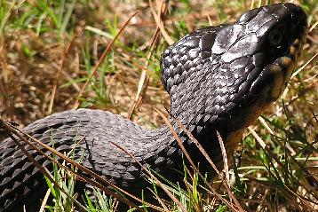 flavigaster