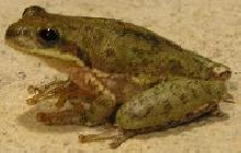 frog