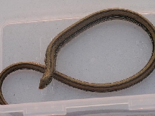 bowers glass lizard
