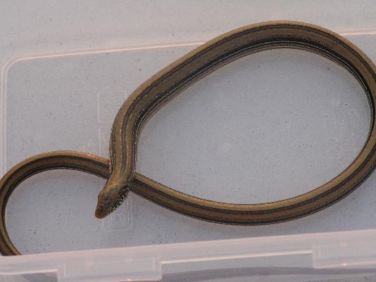 bowers glass lizard