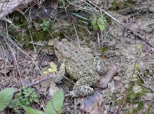 toad
