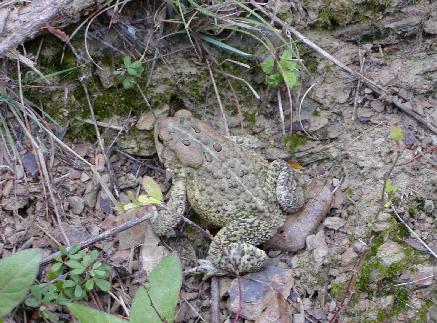 toad