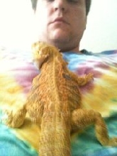 Apollo, bearded dragon, on my chest
