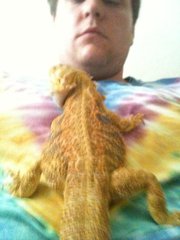 Apollo, bearded dragon, on my chest