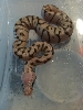 My New Killerbee Baby!!!  Luckily he is a boy!!