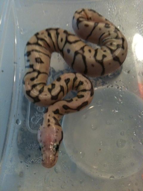 My New Killerbee Baby!!!  Luckily he is a boy!!