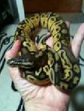 Possibly Super?  She is 150 grams.