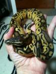 Possibly Super?  She is 150 grams.
