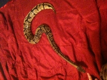 yellowbelly body shot