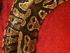 yellowbelly last night (about to shed)