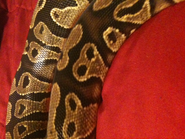 yellowbelly last night (about to shed)