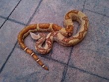 2010 Male Hypo Jungle Het VPI T  Albino