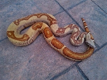 2020 Hypo Jungle Het VPI T  Albino