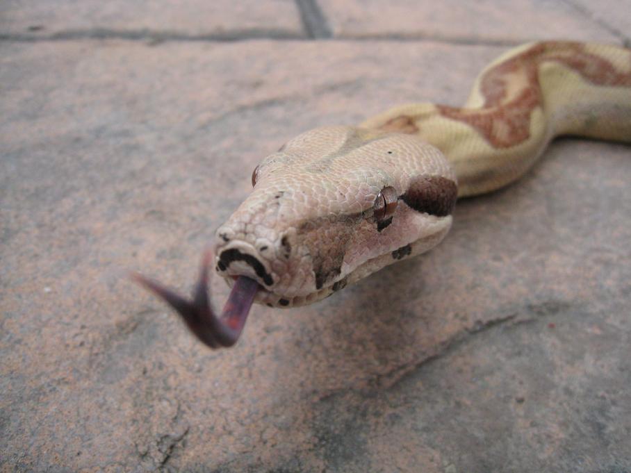 2010 Male Hypo Jungle Het VPI T  Albino