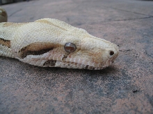 2009 Female VPI T  Albino