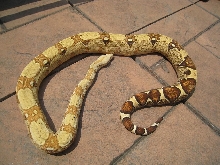 2009 Female VPI T  Albino
