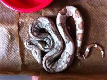 Baby boa 2