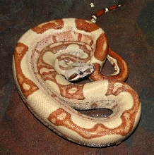 HYPO JUNGLE HET VPI T  ALBINO