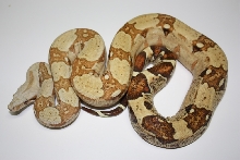 VPI T  ALBINO