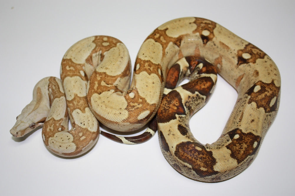 VPI T  ALBINO