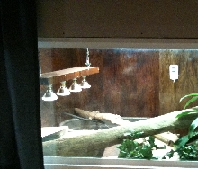 CAGE PICTS