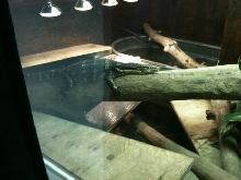 WATER MONITOR