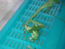 Tenodera eating