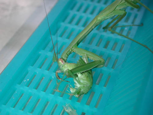 Tenodera eating