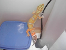 Tang. Albino