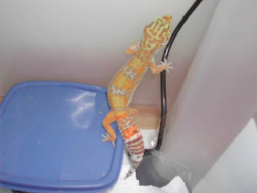 Tangerine Albino