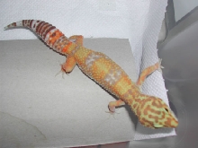 Tang Albino