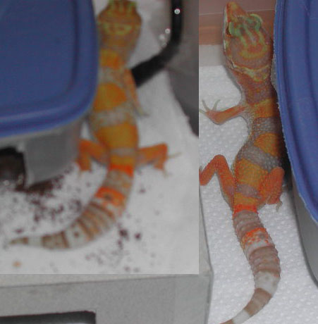 Comparison (Over 1.5 months)