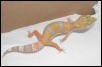 Tang.Albino again