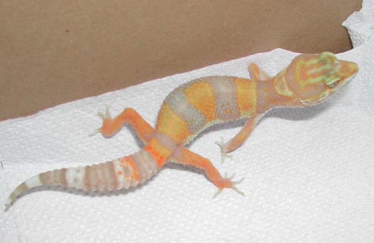 Tang.Albino again