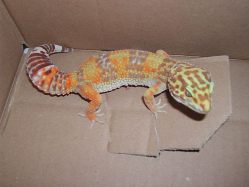 Tang. Albino #1