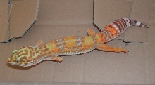 Tang. Albino #2