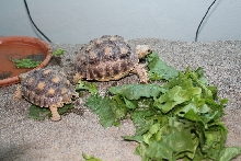 Athena & Zeus